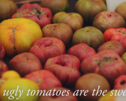 It’s the Inside that Counts – Ugly Tomatoes